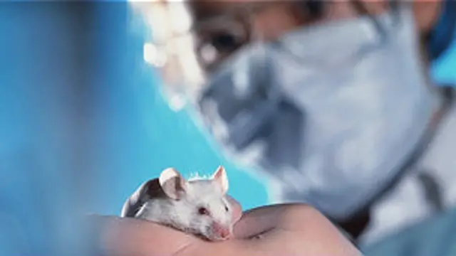 Подопытная мышь в руке ученого