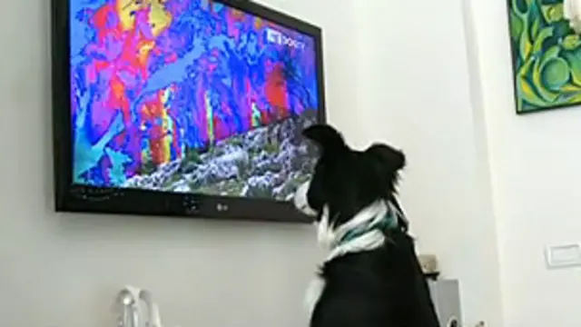 Perro mirando la televisión