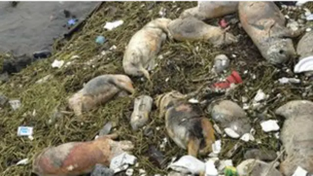 शंघाई की हंगपू नदी में ये मृत सुअर बहते हुए हुए मिले थे.