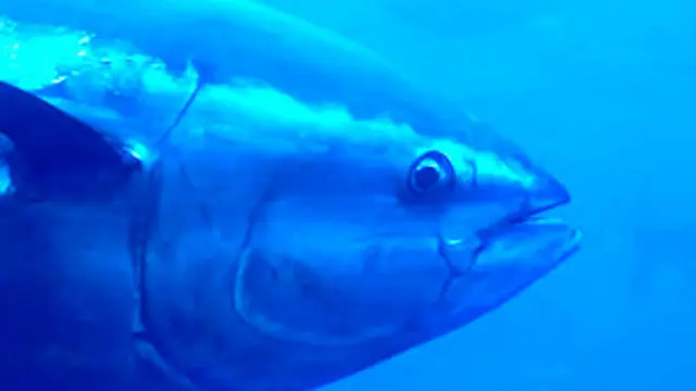 سمكة تونة تسبح في المياه