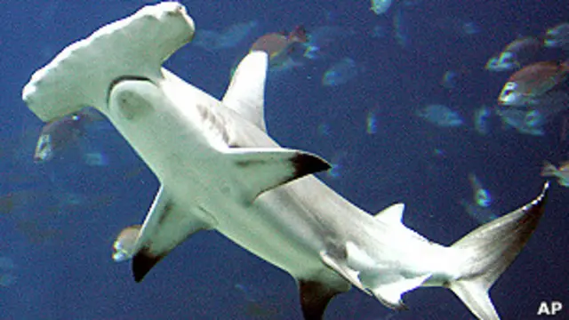 الإجراءات شملت ثلاثة أنواع من أسماك القرش مطرقية الرأس