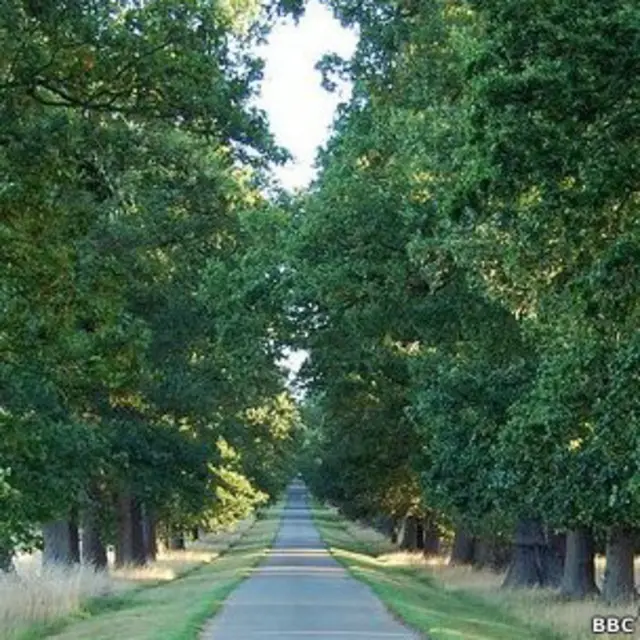 रास्ता, हरियाली, सड़क