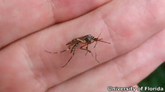 Mosquito Psorophora ciliata (foto: Darrin O'Brien / University of Florida)