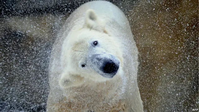 Oso polar