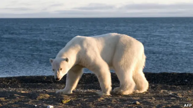Oso polar
