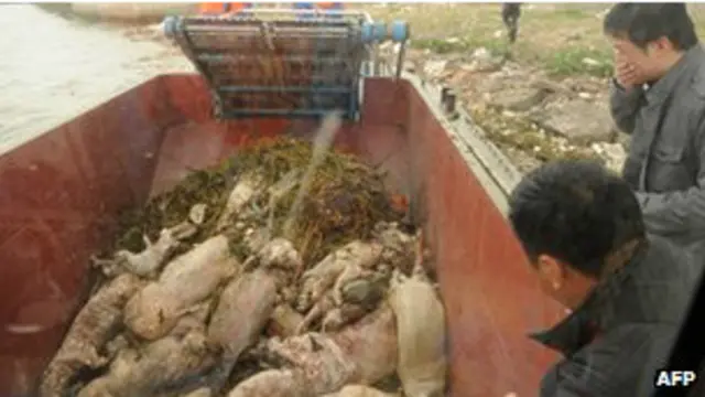 Chính quyền Trung Quốc gặp chỉ trích vì phản ứng chậm trong vụ lợn chết