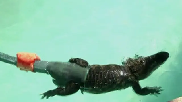 Jacaré com calda prostética em piscina