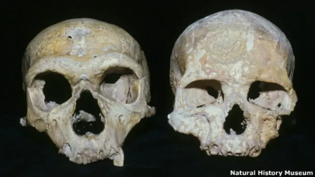 Foto: Natural History Museum, Londres