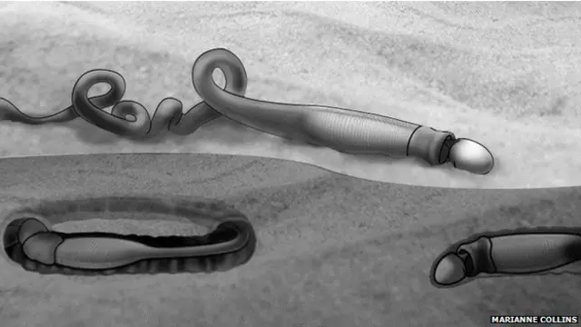 वैज्ञानिकों के मुताबिक ‘स्पार्टोब्रैन्कस टेनुइस’ ऐसा दिखता होगा.