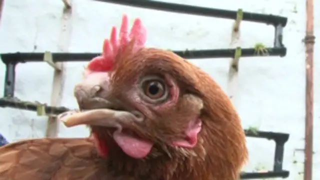 galinha sem a parte de cima do bico