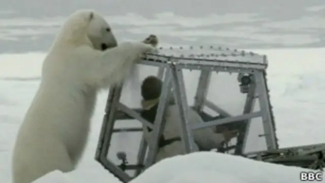 Urso polar | Foto: BBC