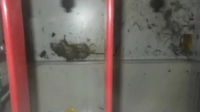 فأر،فوكوشيما