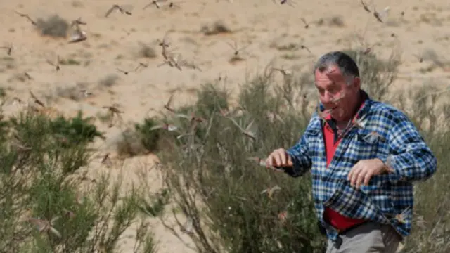 hombre asediado por saltamontes