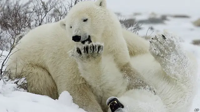 Osos polares jugando en la nive