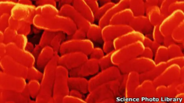 جب انسان نے10,000 سال پہلے زراعت کو اپنایا تو ٹی بی انسانوں سے جانوروں میں منتقل ہوئی: تحقیق