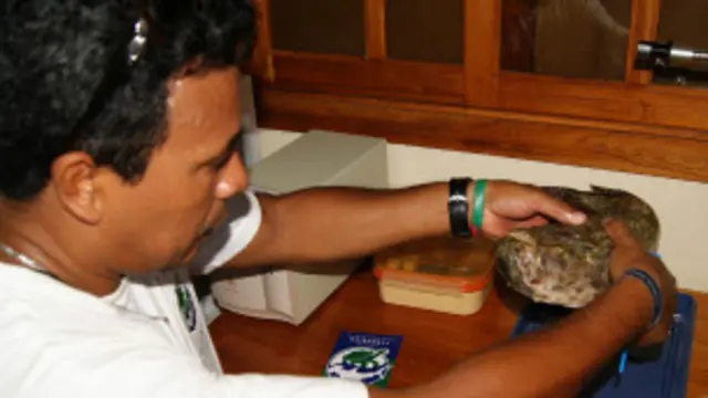 Especie nueva de pez hallada por un pescador en Galápagos