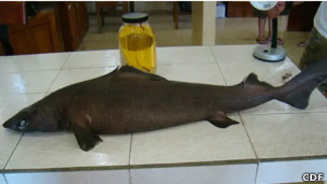 Centrophorus squamosus