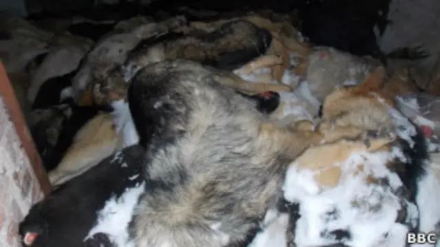 Защитники прав животных утверждают, что это фото сделано на территории компании, занимающейся отловом собак