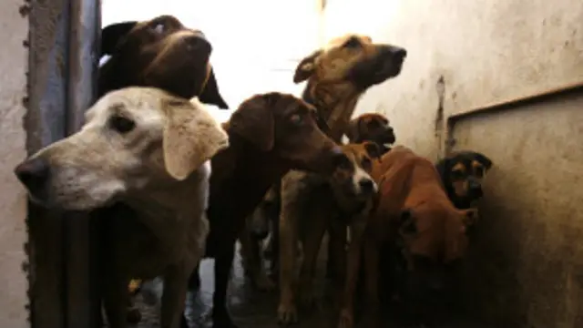 आवारा कुत्ते 