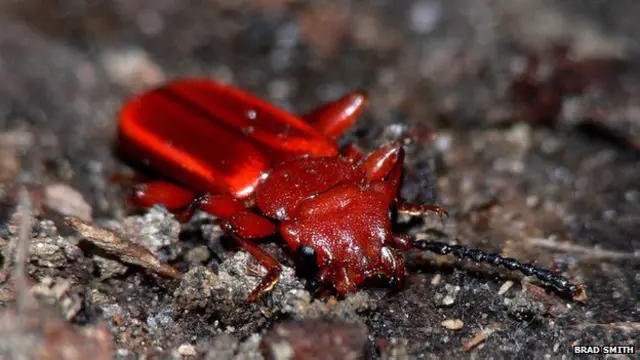 Escarabajo rojo de corteza plana