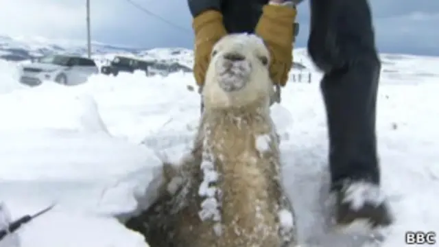 Oevlhas na Irlanda do Norte | Foto: BBC