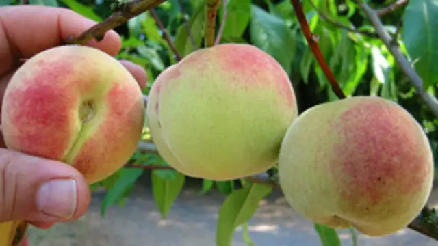 یوازې سړه هوا نه بلکې ځینې وختونه نور طبیعي آفتونه هم د افغانستان په بېلابېلو سیمو کې کرنیزو محصولاتو د زیانمېدو او کمېدو لامل کېږي.