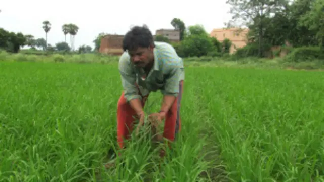 धान खेती सुमंत कुमार