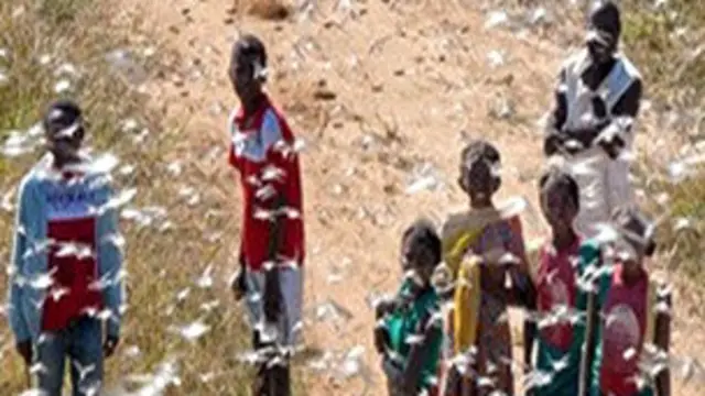 Niños rodeados de langostas en Madagascar Foto gentileza FAO