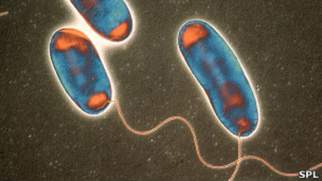 Bacteria Legionella