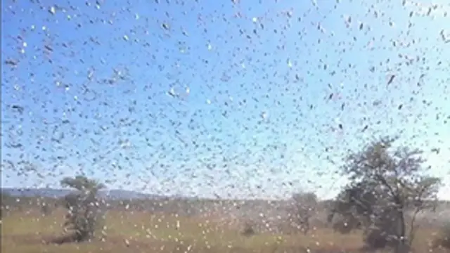 Nuvem de insetos pode destruir plantações (BBC)