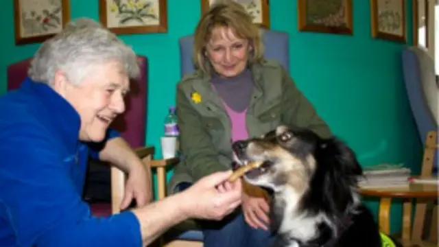 Kanser terapi köpeği Charlie