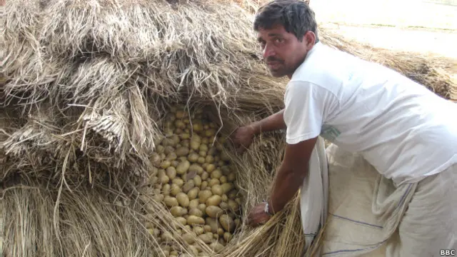 नालंदा आलू किसान