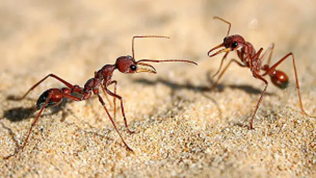 गिरने और फिसलने के दौरान चीटियां अपने एंटीना का इस्तेमाल सहारे के लिए करती हैं.