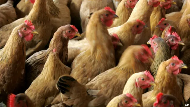 من المعتاد ان يربي المصريون الطيور في منازلهم خاصة في الارياف