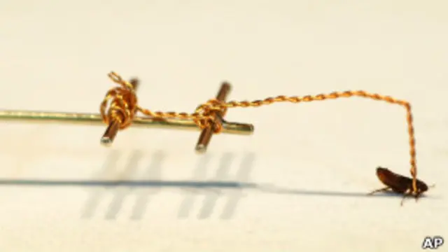 блошиний цирк