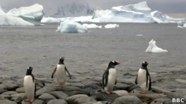 Пингвины и лед