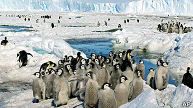 pingüino emperador en la Antártica