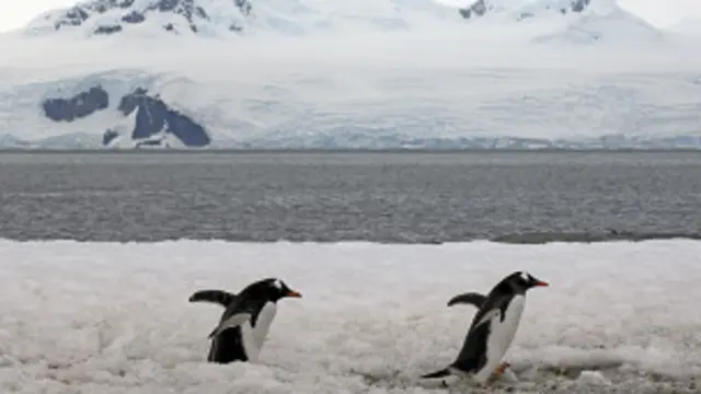 gentoo penguins in antarctica