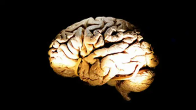 المخ البشري 