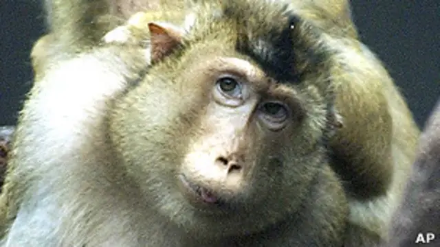 Берберийские макаки