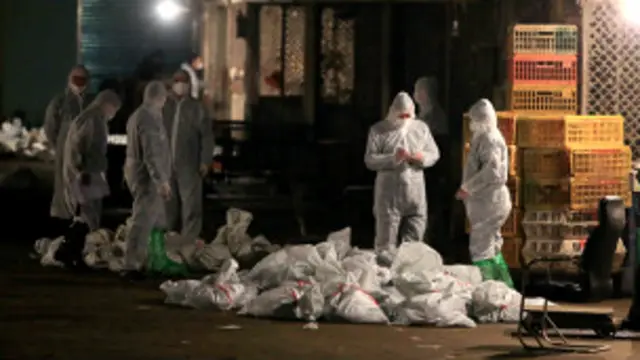 Technician wearing protecting suites being to cull poltury