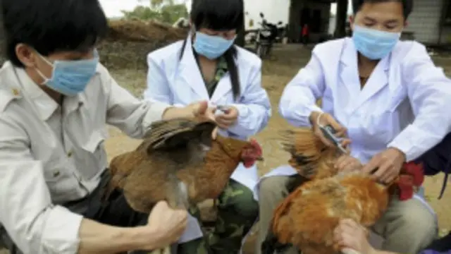 شنگھائی کی پولٹری مارکیٹ میں ایک کبوتر میں وائرس ملنے کے بعد سے پولٹری کو بڑے پیمانے پر ضائع کیا جا رہا ہے