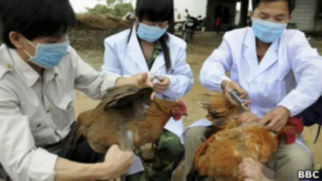 Птичий рынок в Шанхае - забой птицы