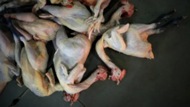 Gia cầm ở Trung Quốc