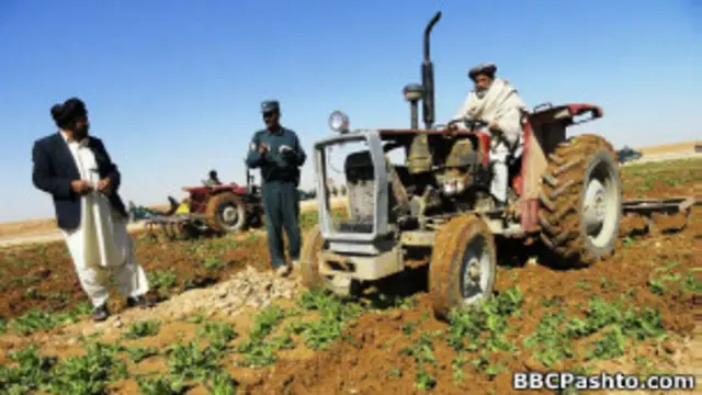 د نشه یي توکو پر وړاندې د مبارزې افغان چارواکو څو ورځې وړاندې ویلي وو، چې په یو شمېر سوېلي او لوېدیځو ولایتونو کې به شاوخوا ۱۵ زره هېکتاره هغه ځمکه په تراتکتورونو او یا هم سړو واړوي چې کوکنار پرې کرل شوي وي.