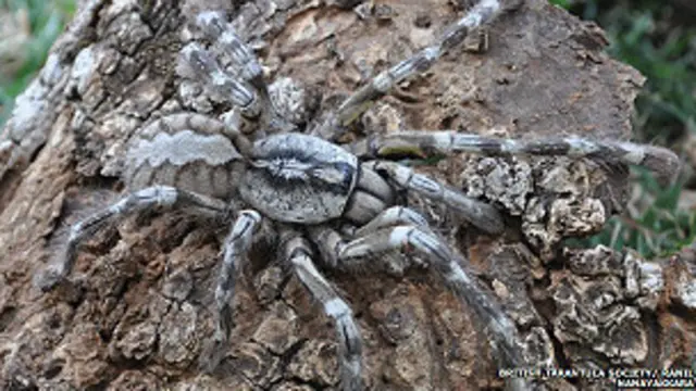 عنكبوت عملاق