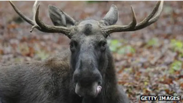 यूरोप का मांस घोटाला