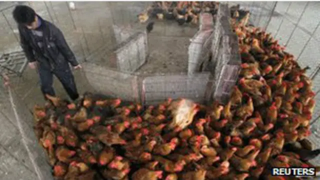 peternakan_unggas_cina