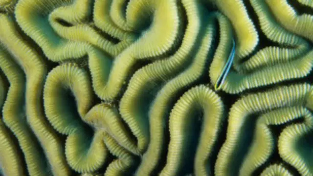 تلوث الجسيمات يعكس ضوء الشمس القادم ويجعل السحب أكثر لمعانا