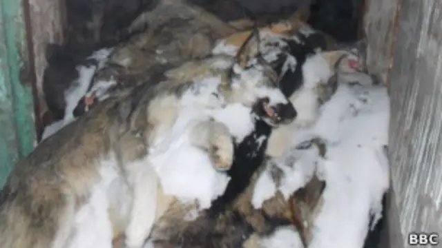 Защитники прав животных утверждают, что это фото сделано на территории компании, занимающейся отловом собак